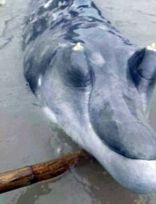 Crocodiles? Dolphins? Chinese fishermen caught the deep-sea monster.jpg