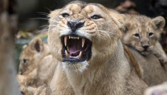 阿联酋禁养危险动物 对街头遛狮遛虎遛豹说不!