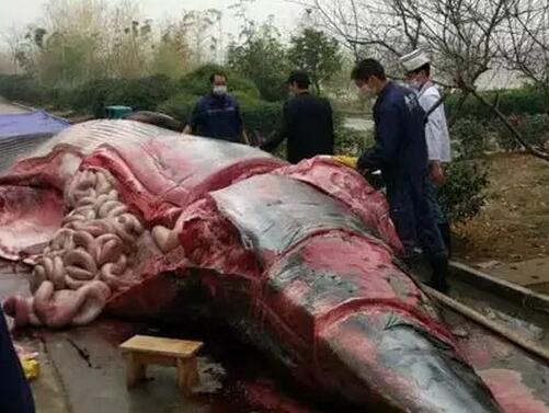 血腥!江西某公司买8吨重鲸鱼后分块宰杀!