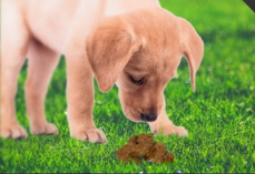 为何狗狗吃自己的便便