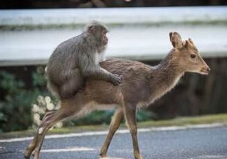 The mating of male monkeys in Yakushima, Japan with female deer shocked the academic world! .jpg