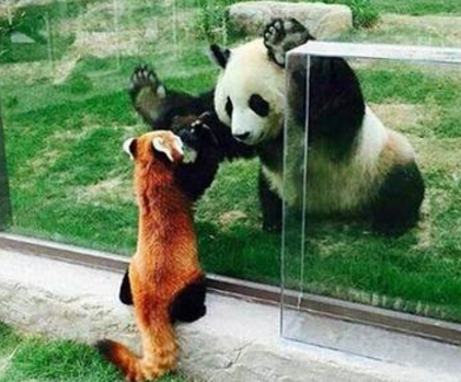 科学家用基因解释了为何大小熊猫都以竹子为食