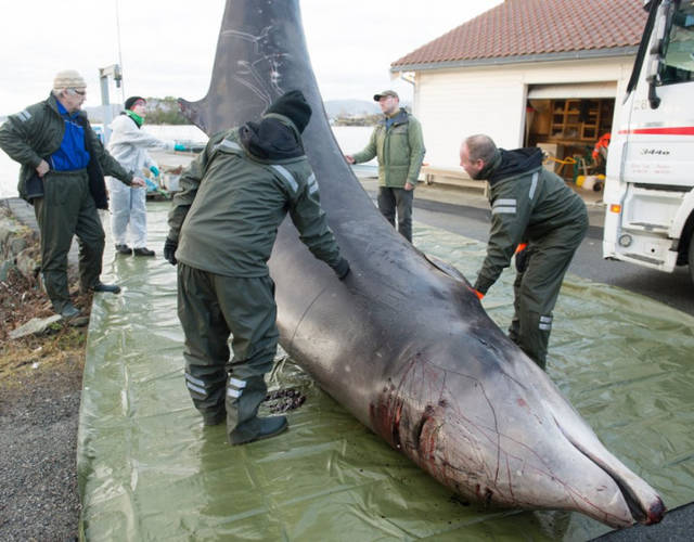 A dead whale was found off the coast of Norway. The stomach was stuffed with garbage .jpg