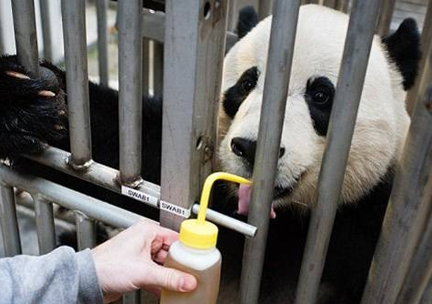 The National Zoo prepared and loved the panda "Baby" to say goodbye.jpg