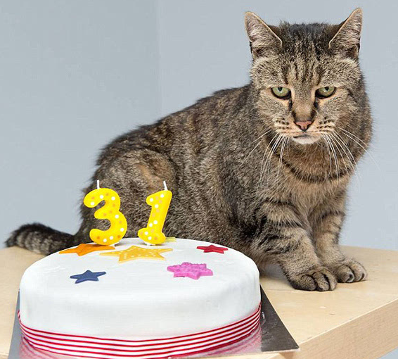 31岁喵星人打破世界纪录 成为最长寿的猫