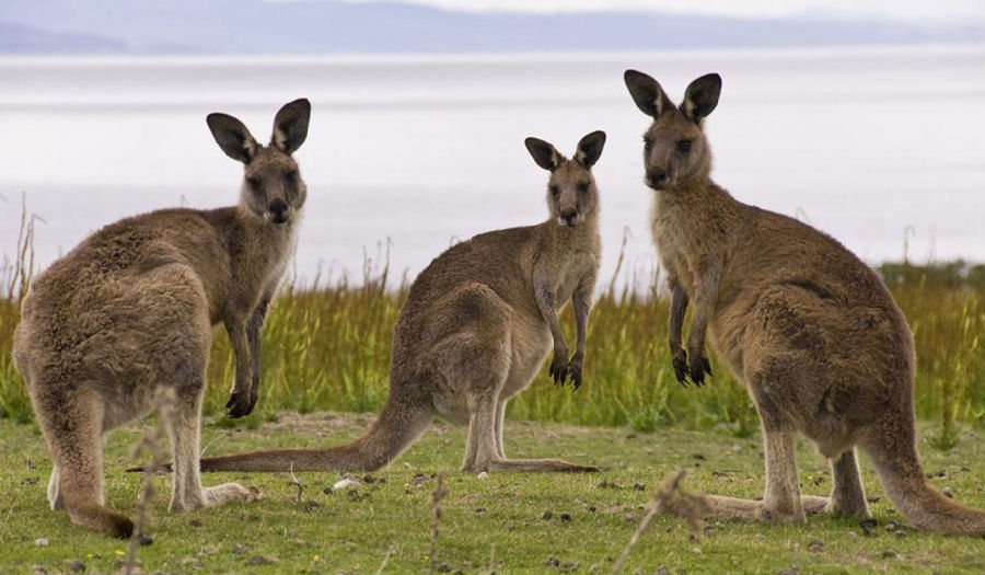 为保护生态 澳大利亚今年将捕杀百万只袋鼠