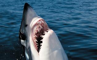 大白鲨的牙齿