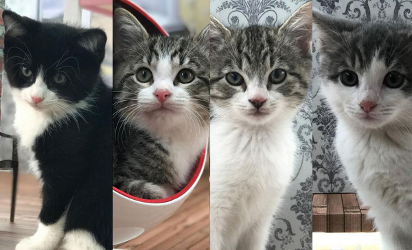 冰岛网站推出首档猫咪真人秀