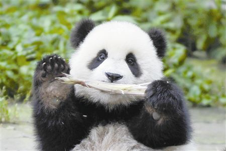 大熊猫国家公园.jpg