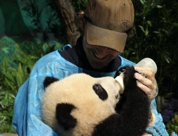 好莱坞明星李·佩斯来成都当'熊猫奶爸'