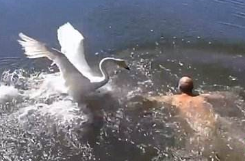俄罗斯男子游泳惨遭天鹅围攻 所幸并未受伤.jpg