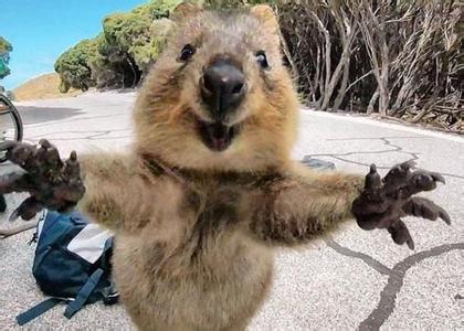 Give a hug! Super cute Australian short-tailed kangaroo selfies become popular! .jpg