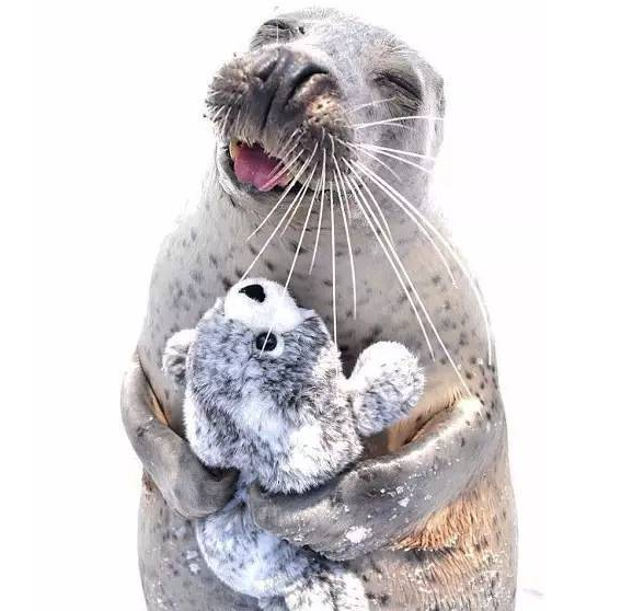 It's cute! Seals hug plush toys and play like caring for children! .jpg