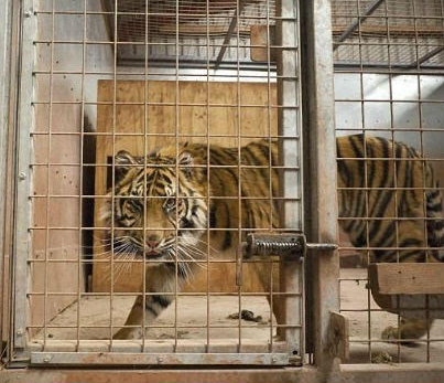 英国一动物园3年养死500只动物被勒令关闭