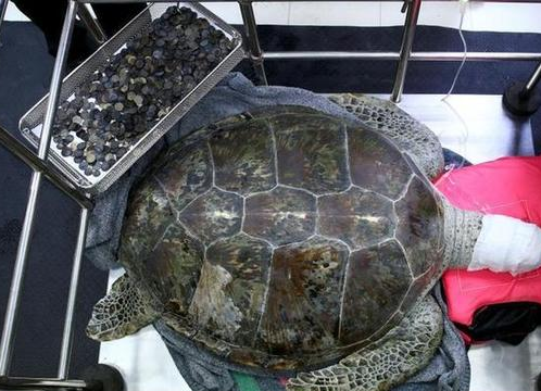 泰国海龟误食许愿池硬币 医生为其'洗胃'