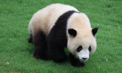 科学家向你解释为什么大熊猫的皮毛只有黑白两色