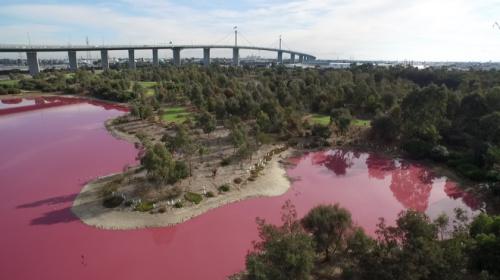 墨尔本郊区现粉红湖泊色彩鲜艳 专家称其是自然现象
