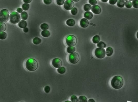 After constructing yeast DNA from scratch for the first time, scientists are one step closer to creating artificial life.jpg