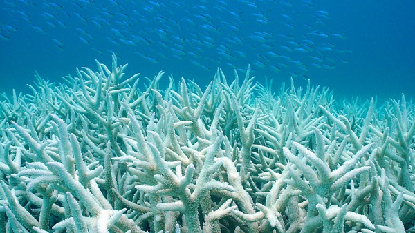 Climate warming causes large-scale bleaching of corals in the Great Barrier Reef.jpg