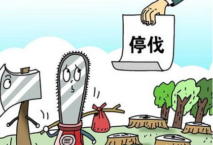 中国全面禁止商业性砍伐天然林