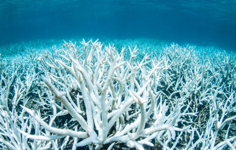 气候变化对大堡礁造成致命威胁