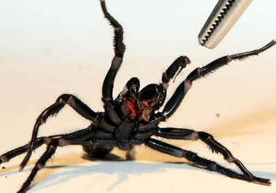 研究表明 致命蜘蛛毒液可减轻中风带来的影响