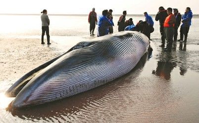 上海附近海域发现死亡超十天鲸鱼的尸体