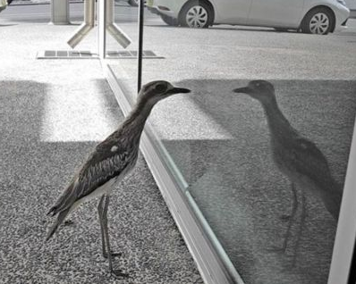 Narcissism! A bird in Australia became an Internet celebrity after looking in the mirror for 8 hours .jpg
