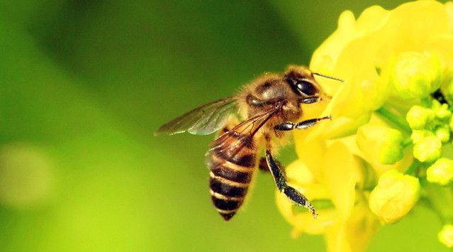 蜜蜂1.jpg