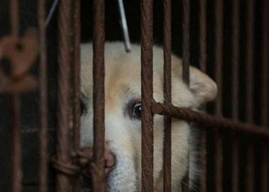 台湾成首个禁止吃猫狗的亚洲地区.jpg