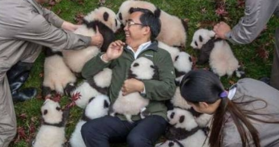 Baby pandas are destined to return to nature.jpg
