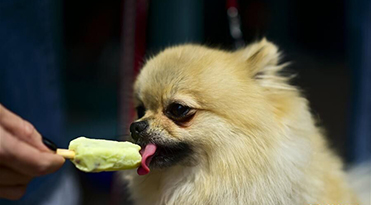 Wang Xingren's welfare! Mexico is now a dog ice cream shop! .jpg