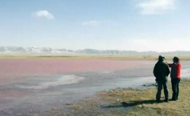 青海湖小湖泊变成'粉红湖' 官方排除环境污染