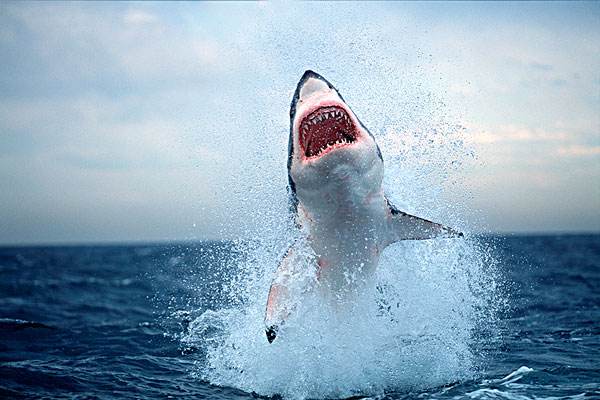澳大利亚17岁女孩冲浪时遭鲨鱼袭击 最终伤重而亡