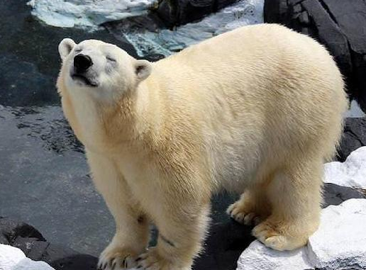 20年的同伴被分开 这只北极熊竟然死于心碎