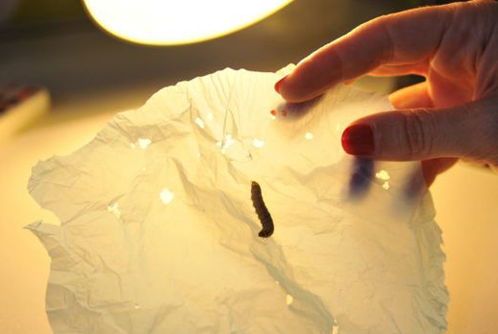 研究人员发现 毛毛虫可生物降解塑料垃圾