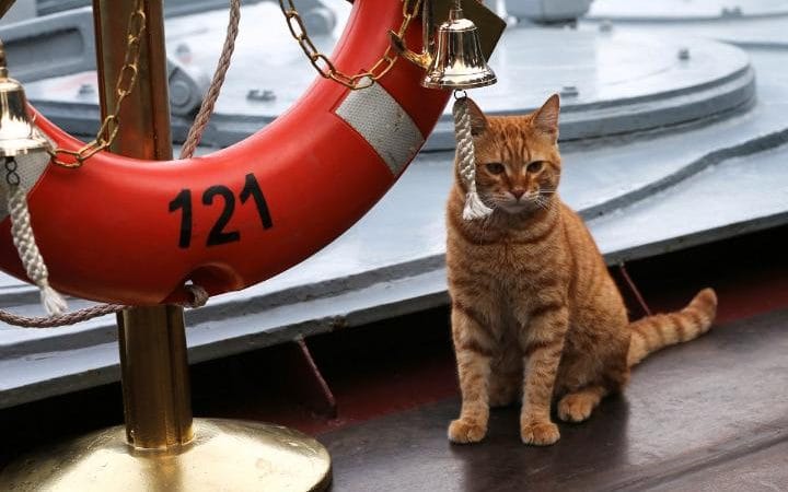The Russian Navy has recruited a cat? The fighting nation is really sentimental.jpg