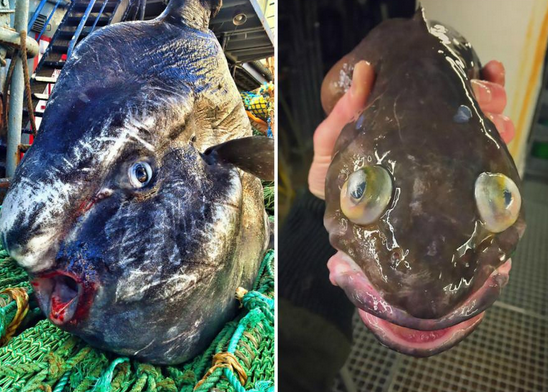 Scientists take photos of deep-sea monster fish. At first glance, they look like alien creatures.jpg