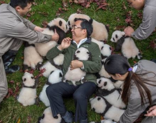 Born wild: Panda cubs who will be free.jpg