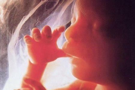科学家研发出人造子宫 可助早产儿在子宫外存活