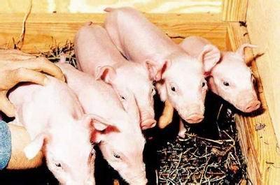 全球最大猪肉生产商计划供应猪器官给人类做器官移植