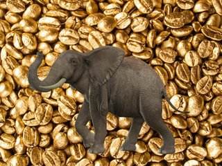 你会花50美元尝一杯世上最贵的'象屎咖啡'吗?
