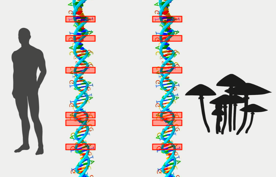 DNA的螺旋故事