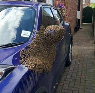 吓坏英国女车主! 两万只蜜蜂竟然'占领'汽车!