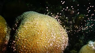 我们是如何培育珊瑚虫来重建珊瑚礁的