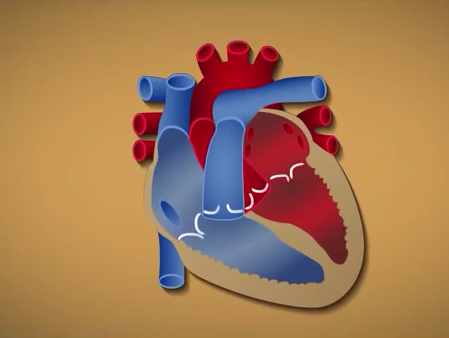 心脏和细胞组织的二三事
