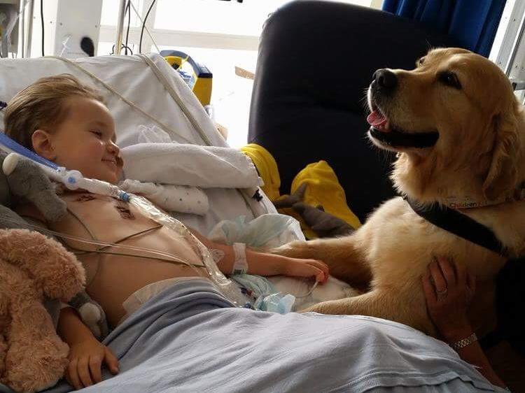 Let dogs help patients recover.jpg