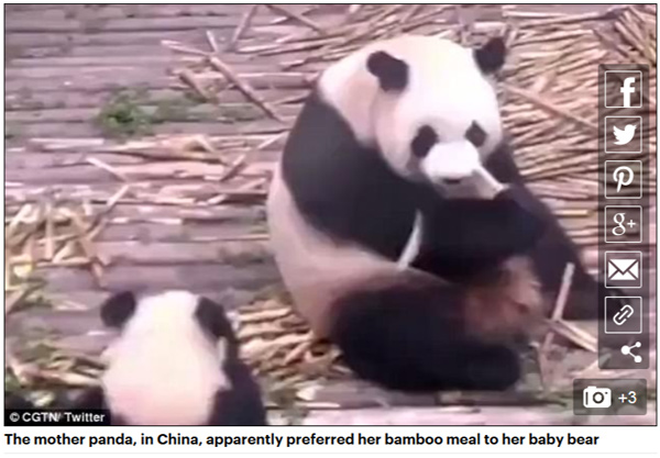 熊猫宝宝撒娇发脾气被妈妈推下斜坡.jpg