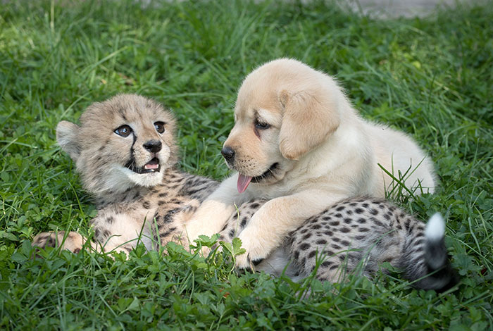 动物园的猎豹宝宝太害羞.jpg