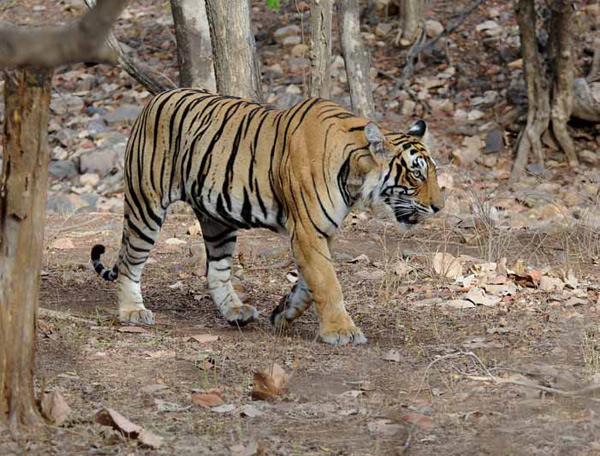 Indian villagers send old people to the reserve to feed tigers.jpg